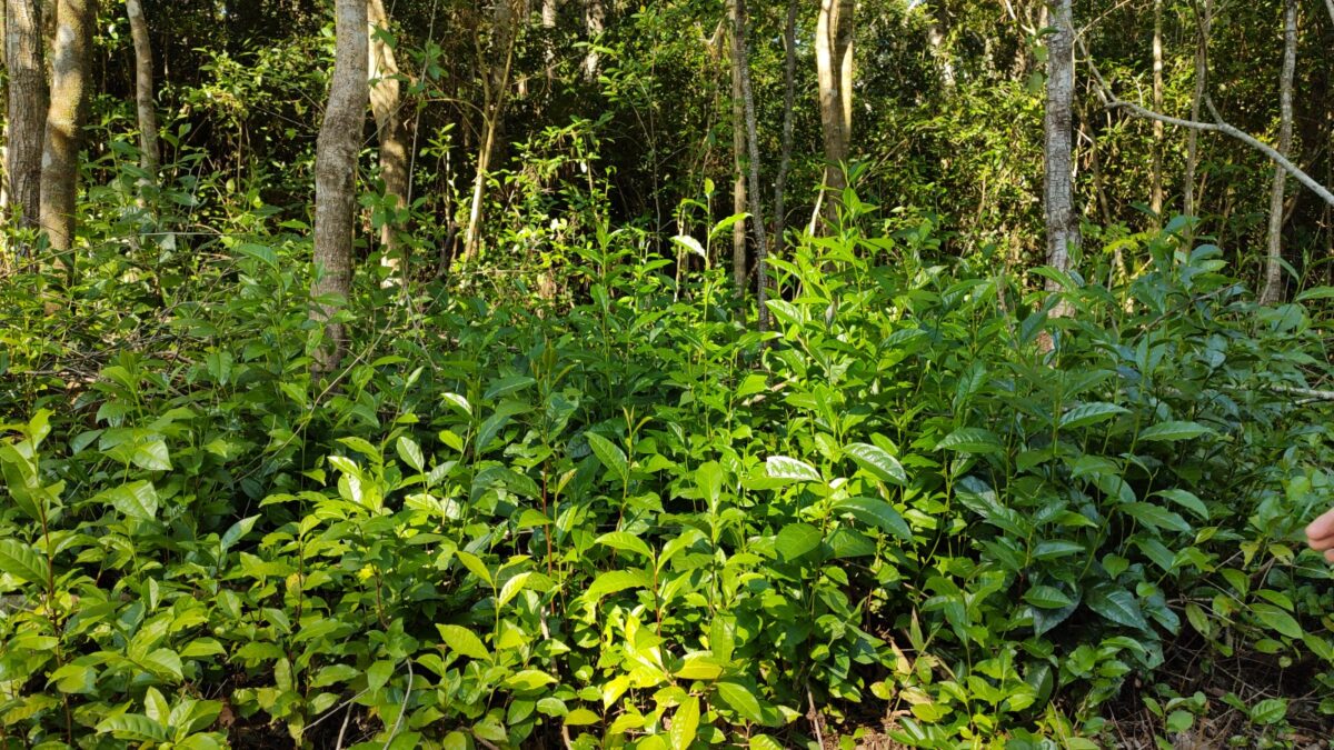 Cultivo de té a la sombra