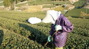 Tea workers tending field.