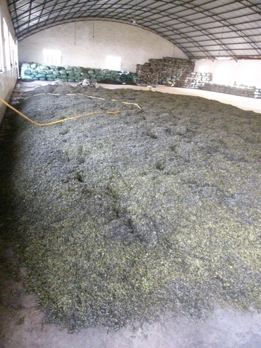 Crude teas being arranged in a large pile, ready for the process to start