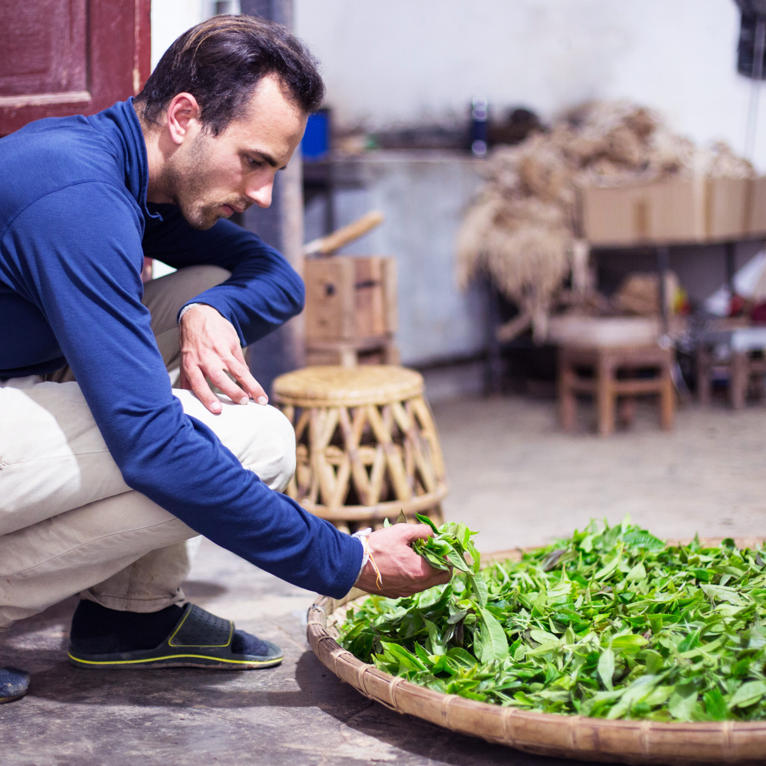 Becoming Tea Where Trees Become Teas and Strangers Friends - Tea Journey