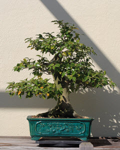 A C. sinensis bonsai donated to the U.S. National Arboretum in 1936.