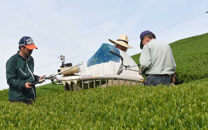 Harvesting the spring 2016 leaves at NaturaliTea Tea Farm, in Fujieda, Japan.