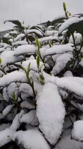 Zhejiang province snowfall on budding tea