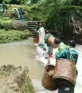 tea harvest workers walk over stone bridge buried underneath water