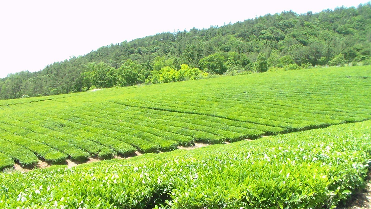 Tea fields in Jangsng-gun. Photo copyright Yeonok Kim