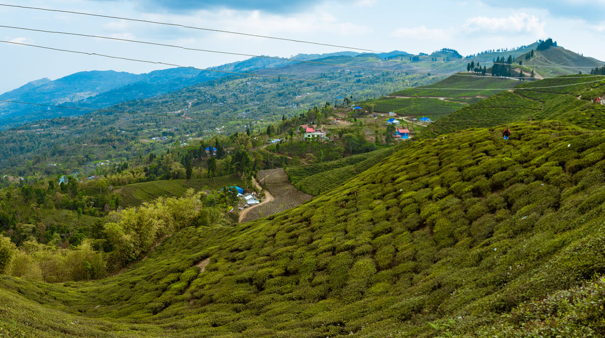 Kanchanjangha is Nepal's First Certified Organic Tea Garden Tea Journey