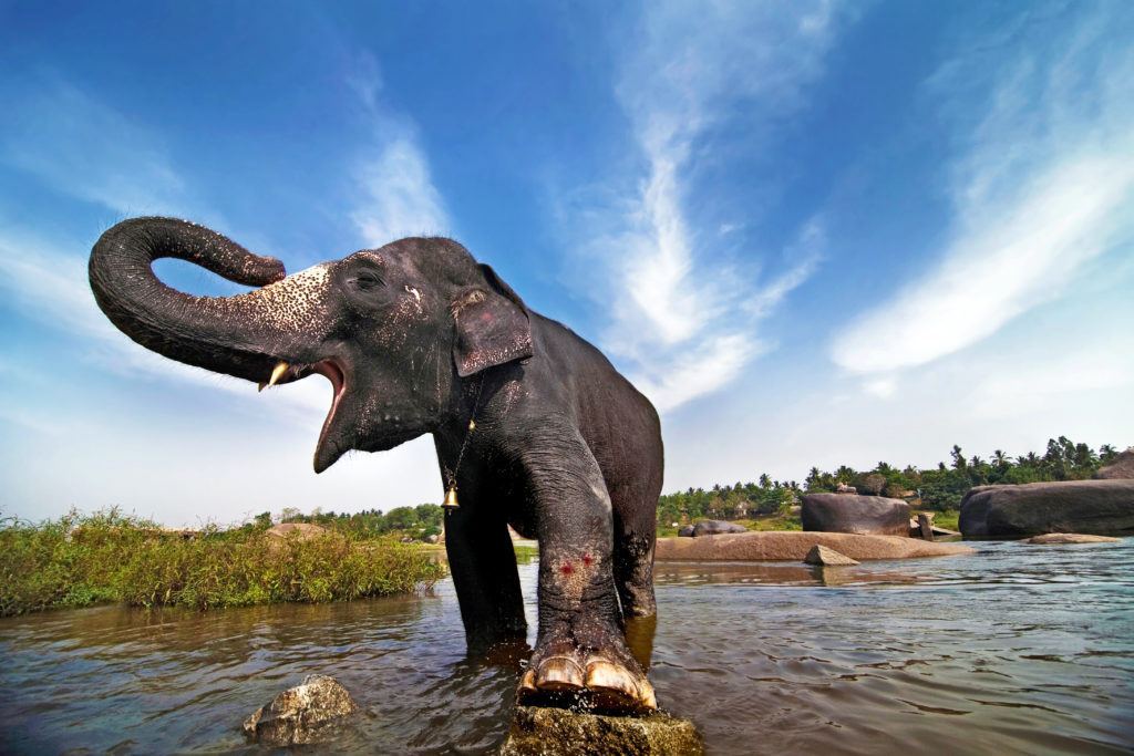 Human Elephant Conflict, An Environmental Tragedy - Tea Journey