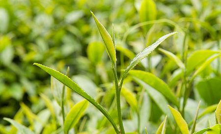 Zhulu tea leaves
