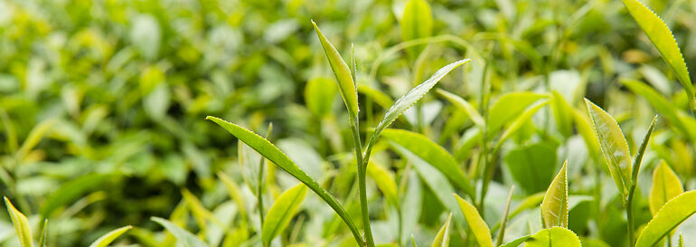 Zhulu tea leaves