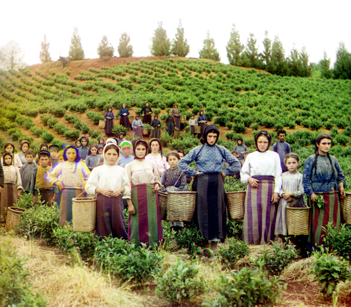 Tea Group Of Workers Harvesting Tea Chakva Prokudin Gorsky