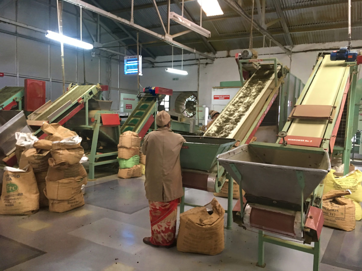 Tea production facility
