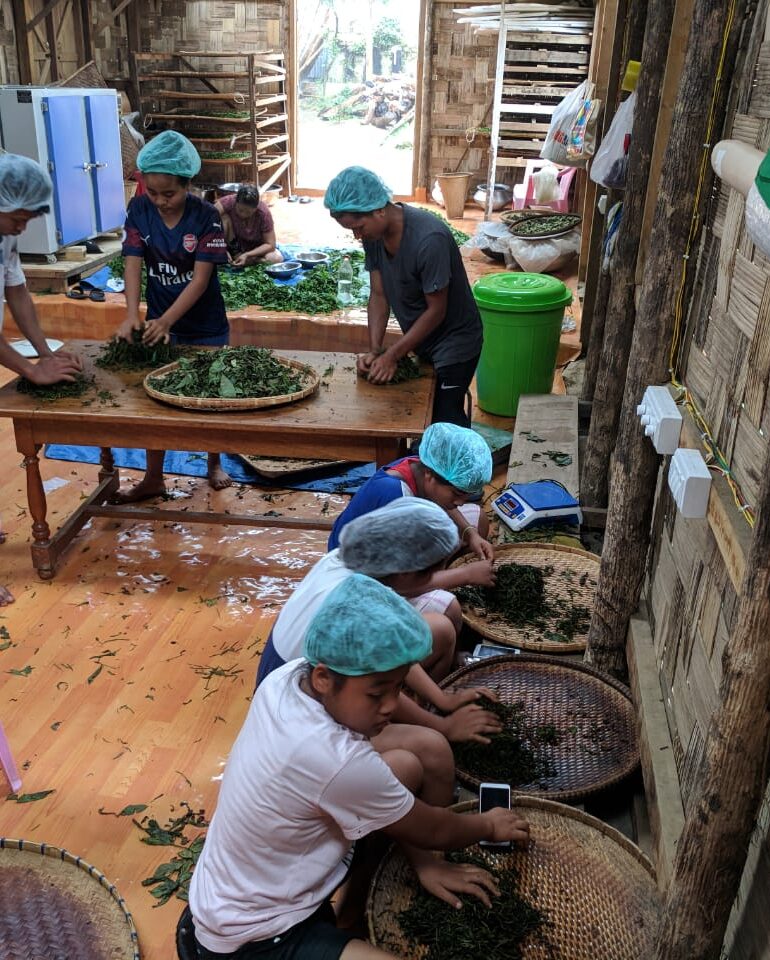 Forest Pick Tea