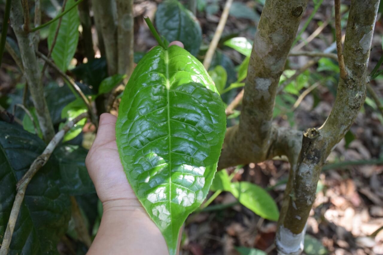 Forest Pick Wild Tea from Manipur Tea Journey