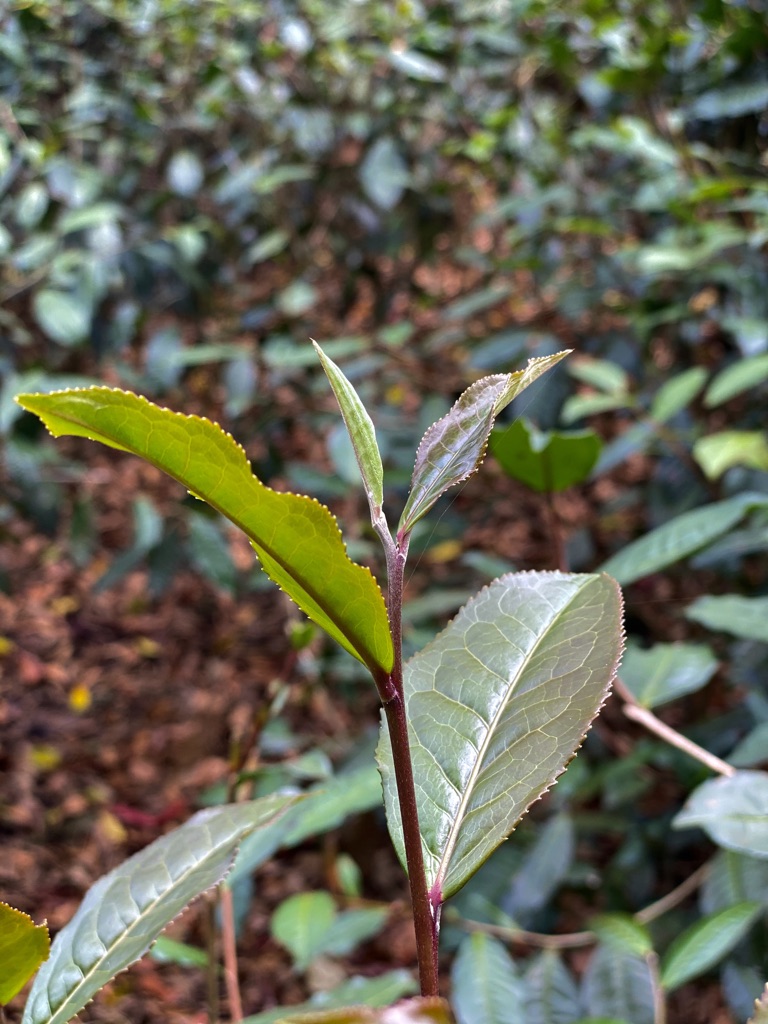 Wild Forest Grown Ceylon Tea - Tea Journey