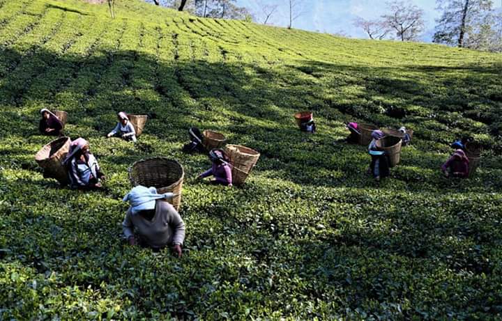 Chá Temi de Sikkim