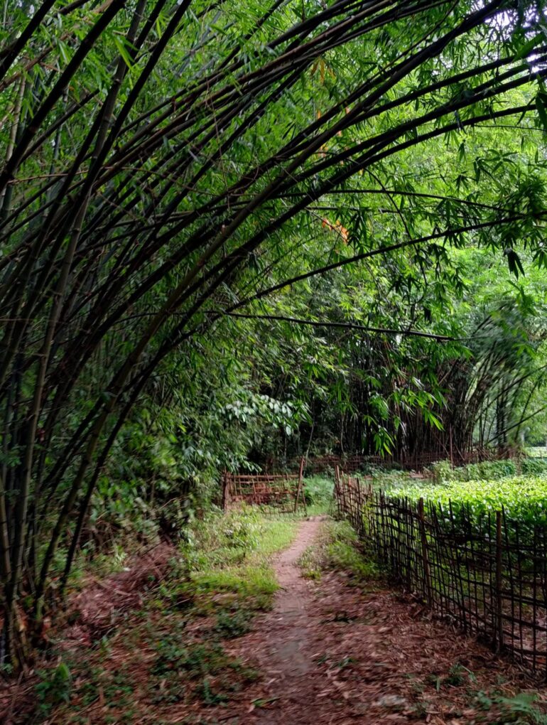 Koliapani Tea Estate