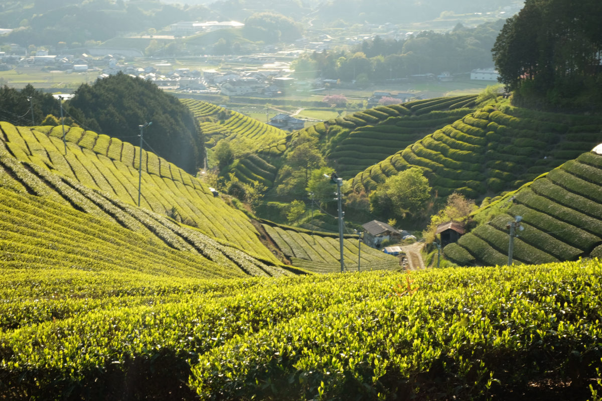 Tea fields in Wazuka Kyoto, GJTEA