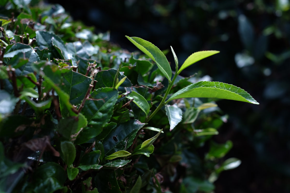 Tea bud, GJTEA