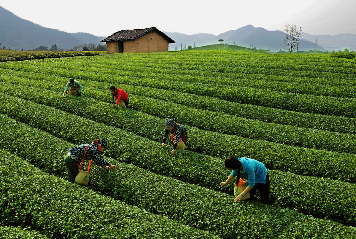 ex Plucking well-groomed rows of green tea