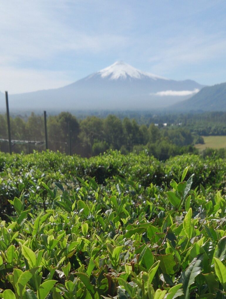 La Teteria Tea Estate