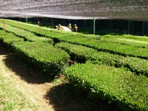 Shaded tea plants