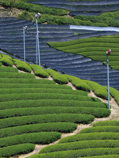 Covered tea plants