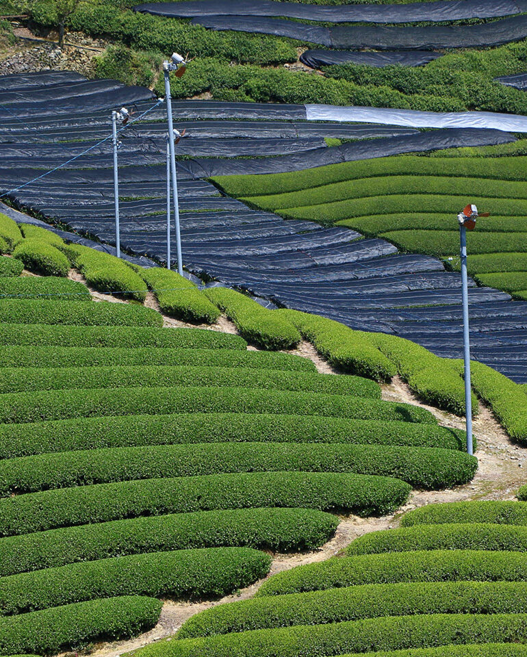 Covered tea plants