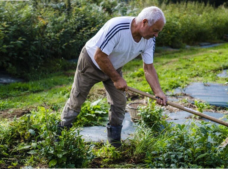 Tea Planter Michel Thévot