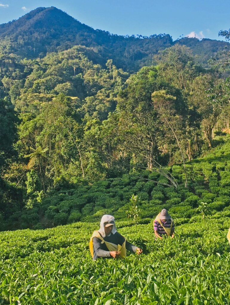 Tea Garden in Bolivia