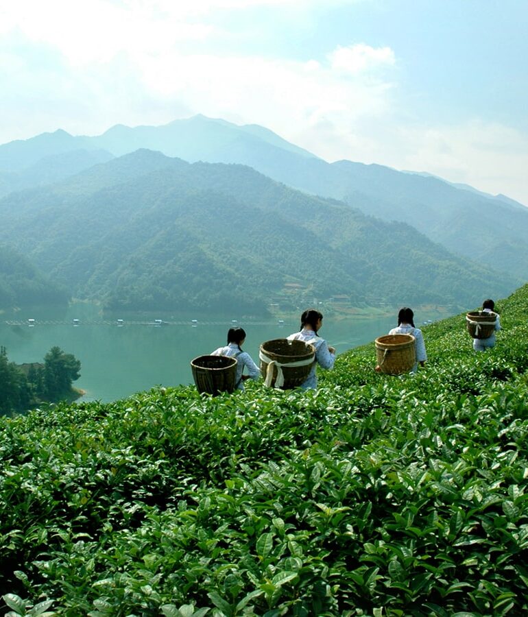 Bolivian Tea Garden