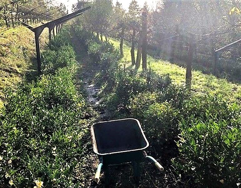 PiPa Cha Tea Garden Portugal