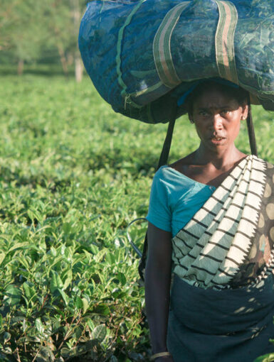 Addabarie Tea Estate, Assam, India