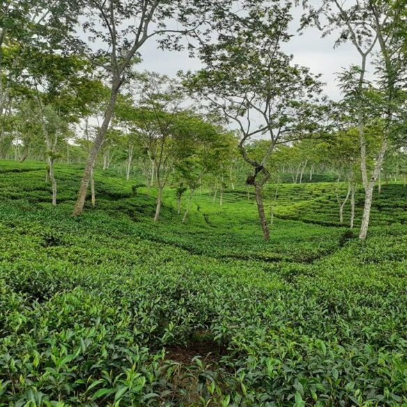 Ramghar TE Asaduzzaman Asad Asst Mgr