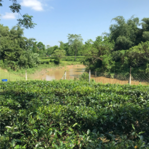 Tea growing on the banks of the Teok River, a location first planted in 1897.