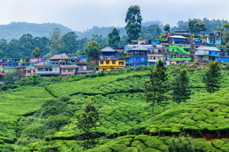 India Tea Garden