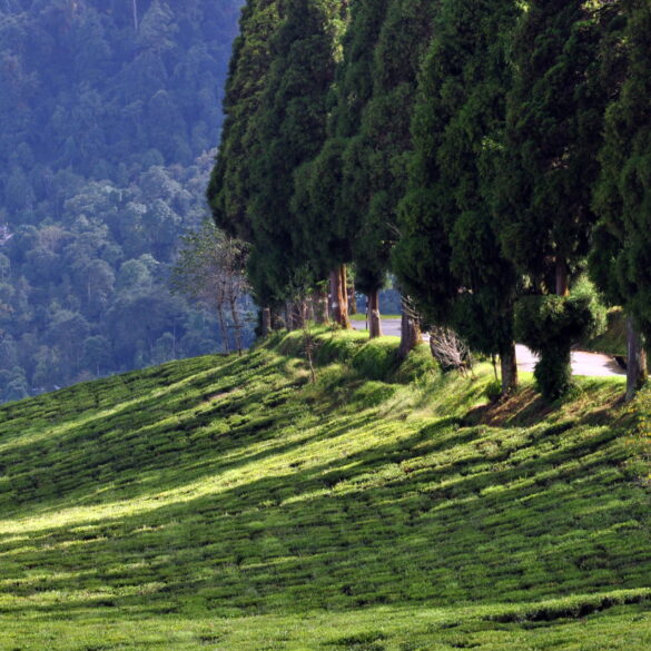 Temi Tea Estate, Sikkim India