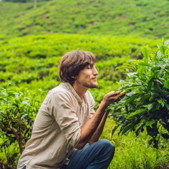 Sustainable Tea Tourism