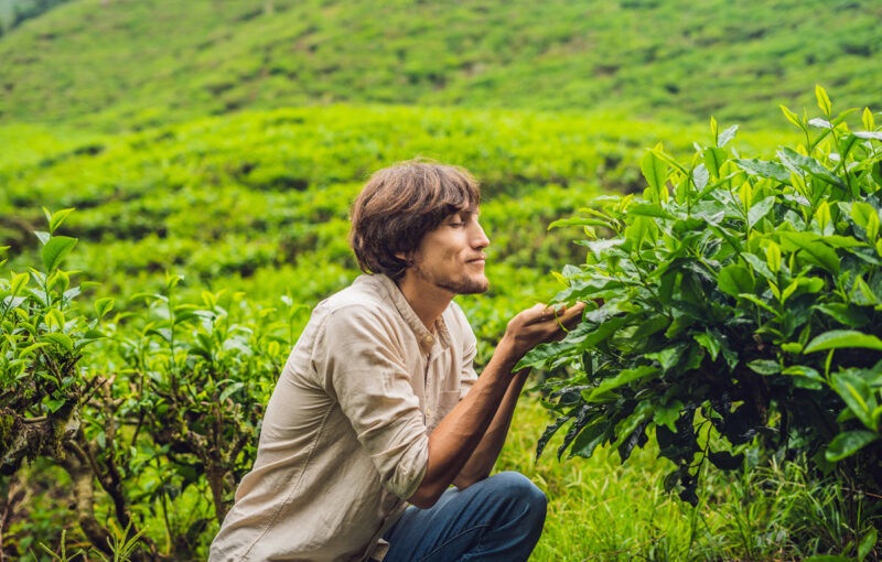 Sustainable Tea Tourism