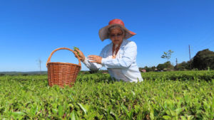 Irma plucking tea at Doña Irma