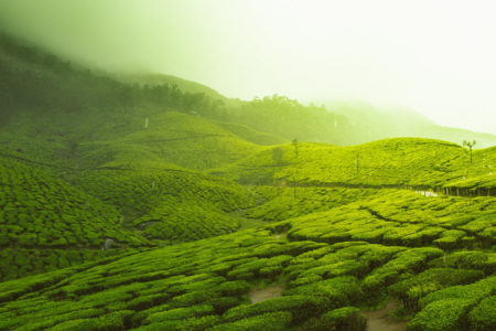 Tea Farm Munnar, Kerala