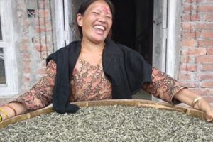 Barbote Tea Farm, Nepal