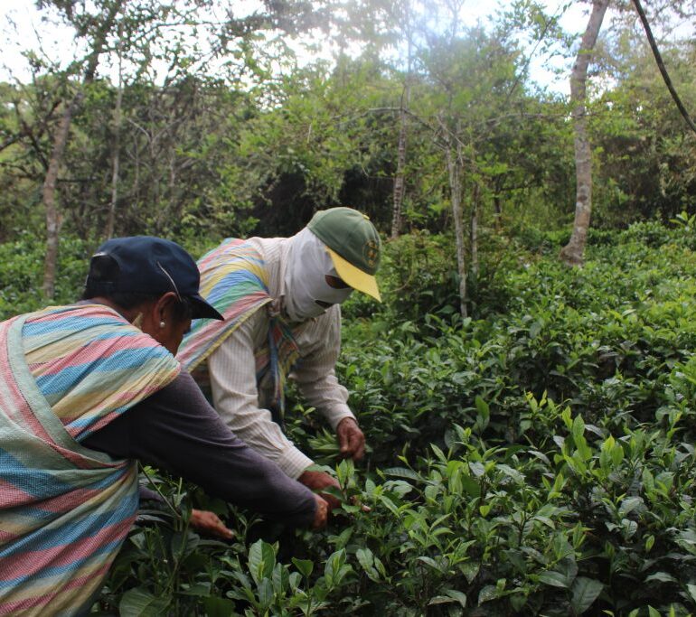 Tea Pluckers plucking Cusco Tea