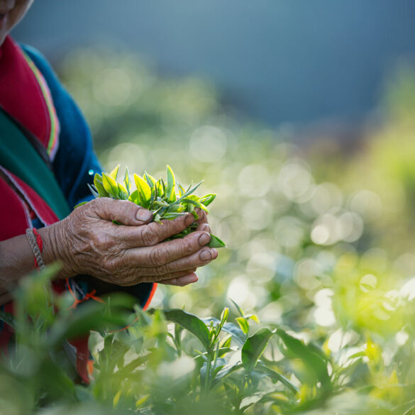 Experienced hands with fresh plucked tea. Photo by Kamonrat.