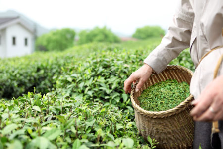 White tea harvest in China.