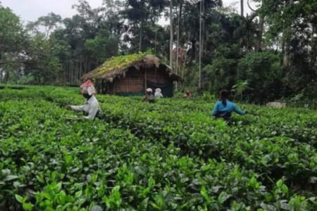 Small holders harvesting tea garden in Assam