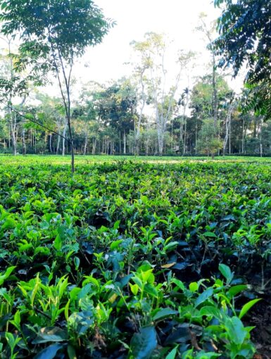 Assam tea garden