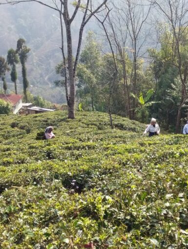 2022 First Flush Darjeeling Jay Shree