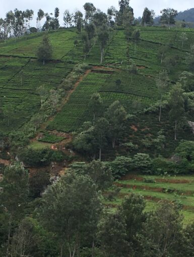 Nilgiris