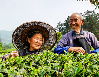 Guizhou, Meitan Cuiya