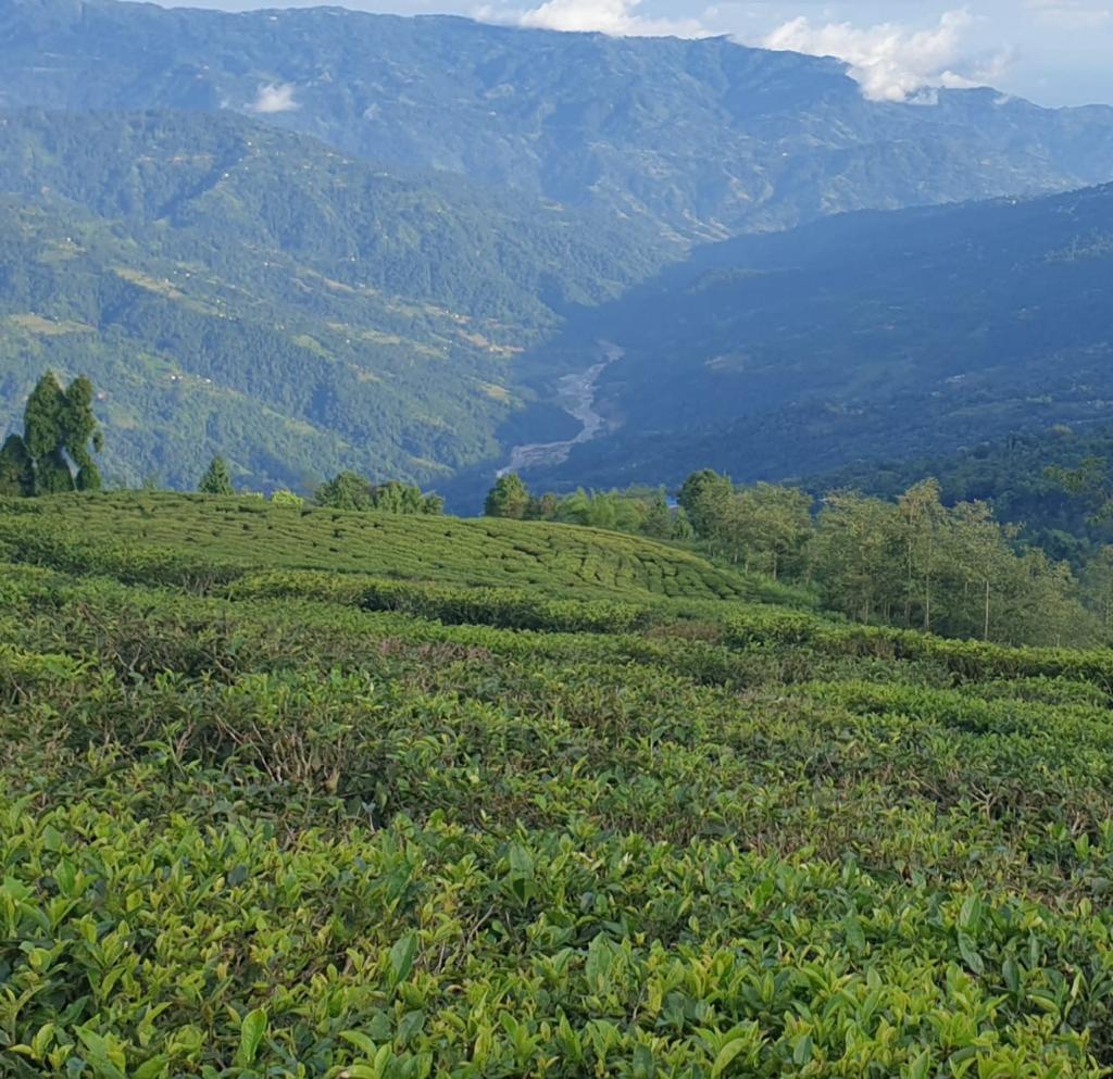 Mist Valley Teas are exported to India, Germany, Japan, China, the US, and France.